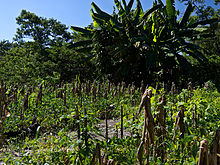 Mayan Milpas farming, Yucatan, Mexico – Best Places In The World To Retire – International Living